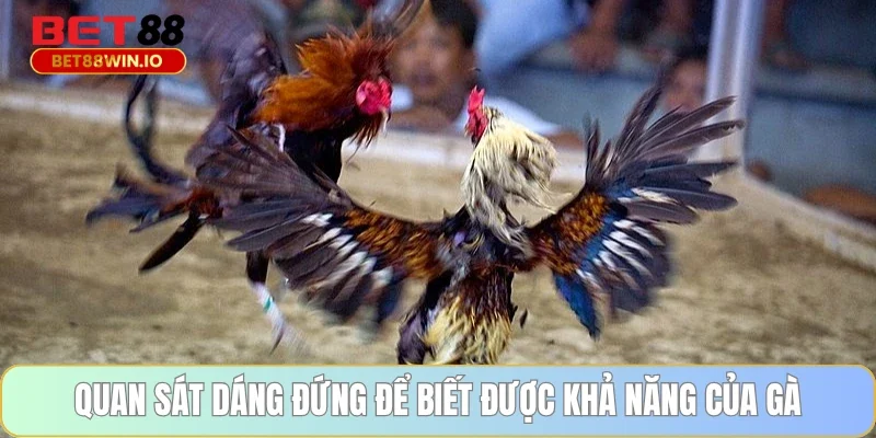 Quan sát dáng đứng để biết được khả năng của gà